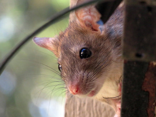 Muizenoverlast voorkomen? Ontdek Evolve Mouse: veilig en innovatief lokaas