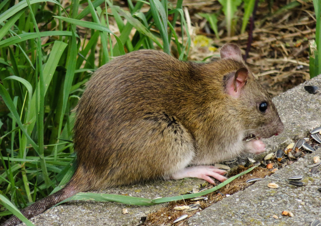 Geïntegreerd plaagdierbeheer (IPM): De onmisbare rol van monitoring